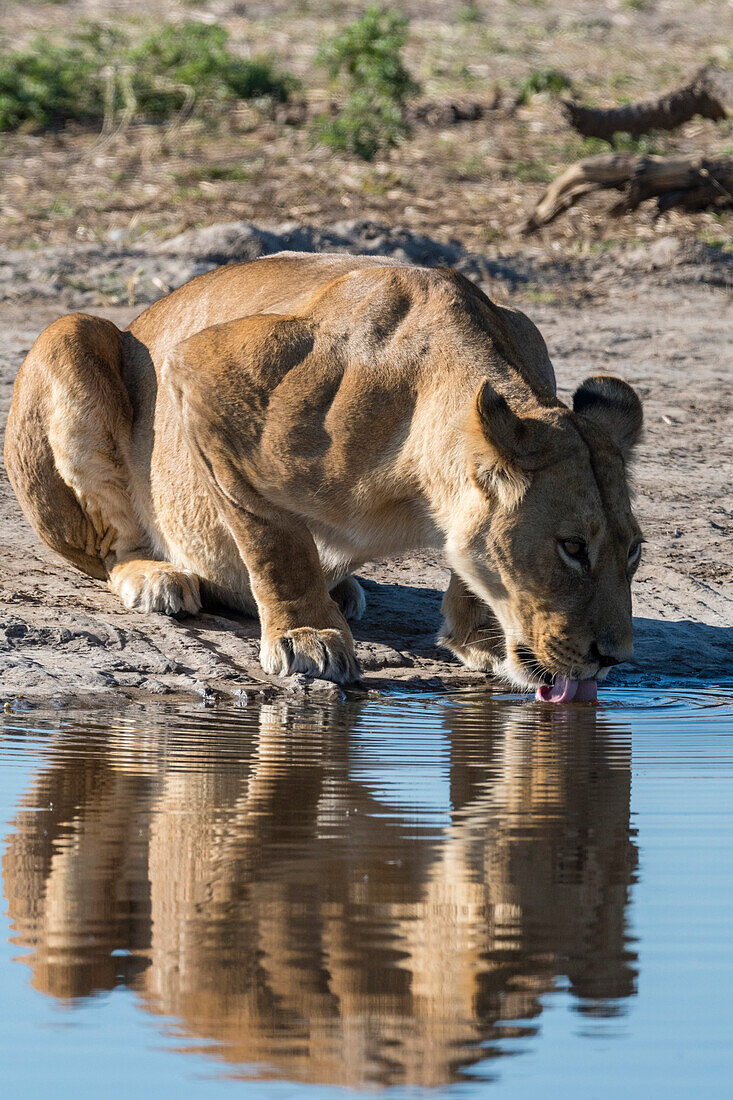 A lioness (Panthera leo) drinks at waterhole, Botswana, Africa