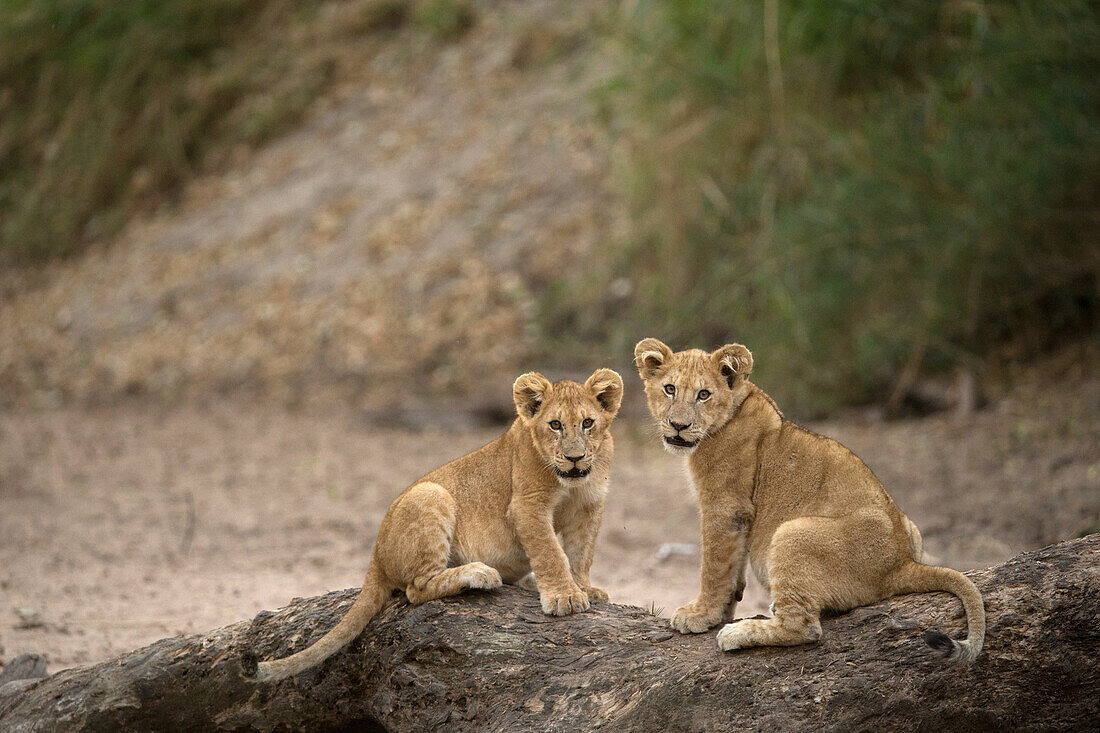 Lion cubs (Panthera leo), Serengeti National Park, Tanzania, East Africa, Africa