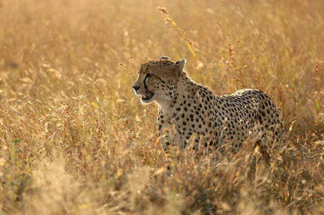 Cheetah ( Acinonyx jubatus ) in savanna, Lower Sabie, Kruger National Park, South Africa, Africa