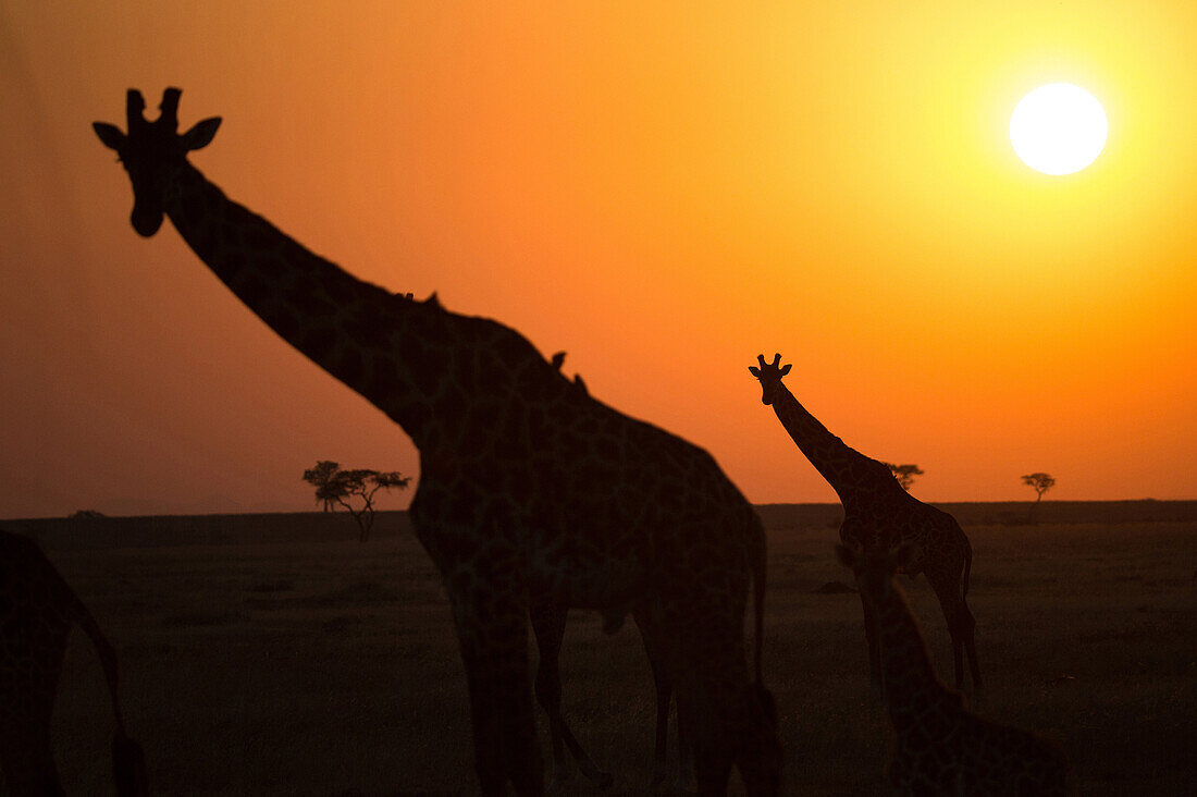 Silhouettes of giraffe (Giraffa camelopardalis) at sunset, Serengeti National Park, Tanzania, East Africa, Africa