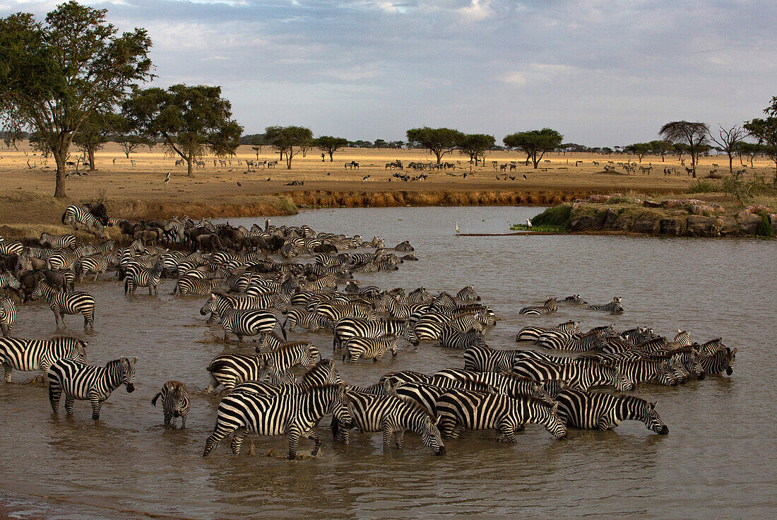 Herd of zebras (Equus quagga) drinking water, Serengeti National Park, Tanzania, East Africa, Africa