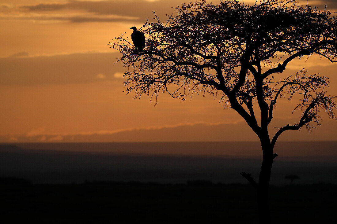 Griffon vulture (Gyps fulvus) in a tree at sunrise, Masai Mara Game Reserve, Kenya, East Africa, Africa