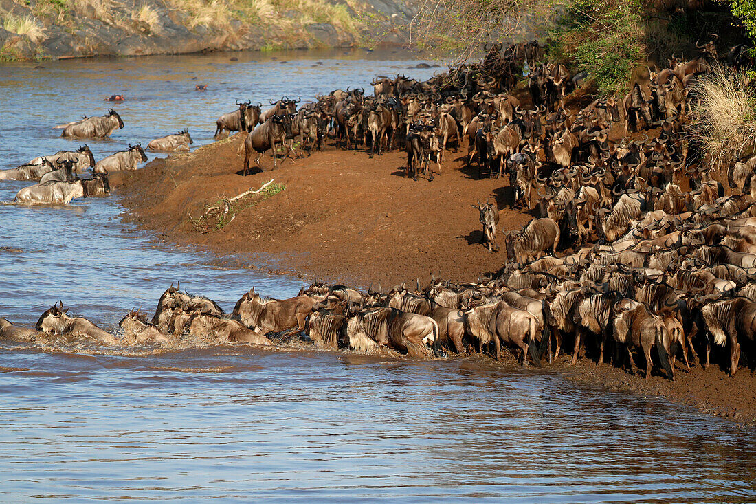 Herd of migrating wildebeest (Connochaetes taurinus) crossing Mara River, Masai Mara Game Reserve, Kenya, East Africa, Africa