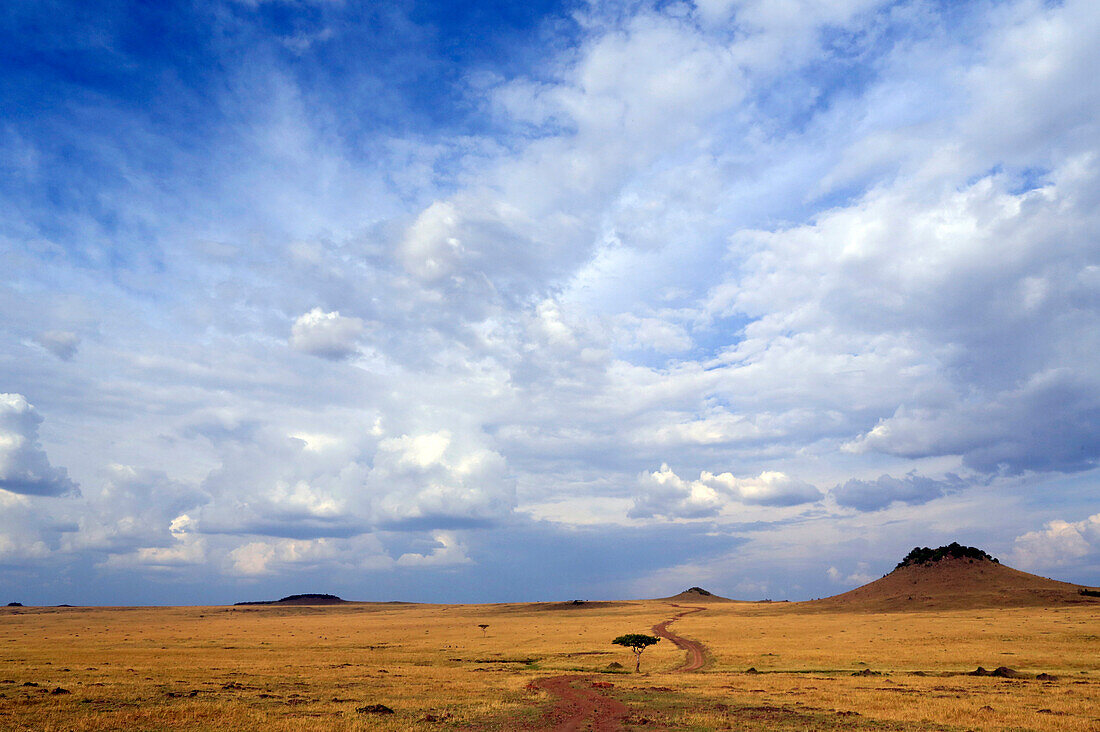 African savanna, golden plains against blue sky with clouds, Masai Mara Game Reserve, Kenya, East Africa, Africa