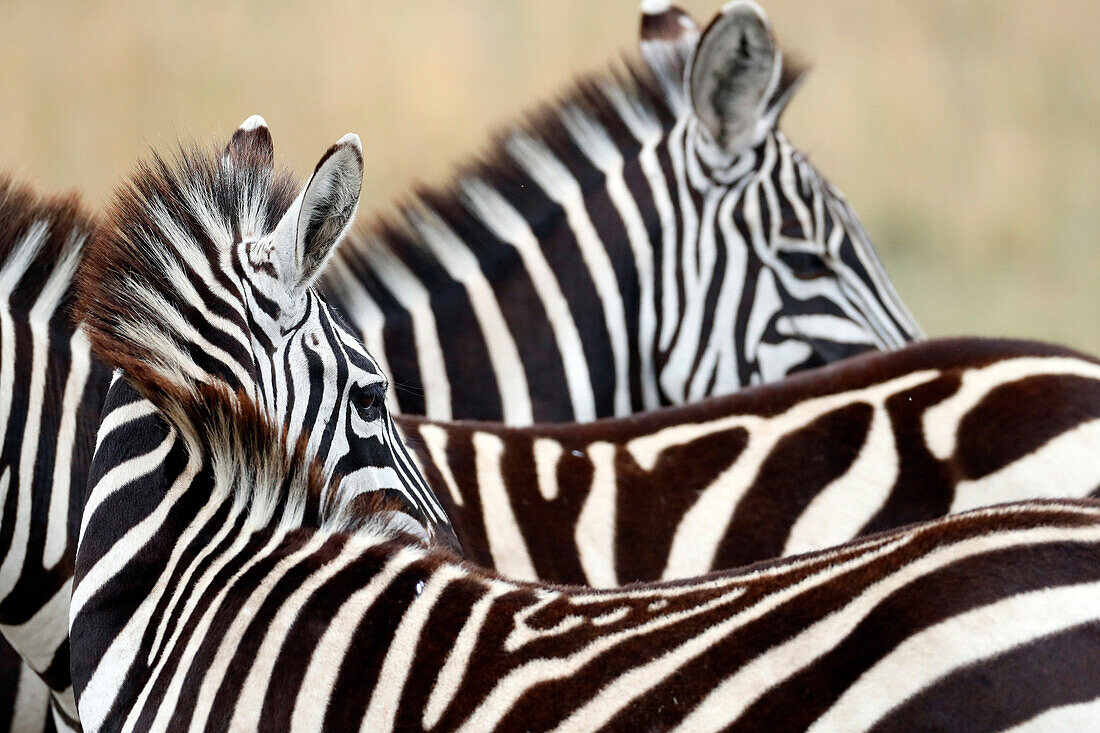 Group of Zebras (Equus burchellii), Masai Mara Game Reserve, Kenya, East Africa, Africa