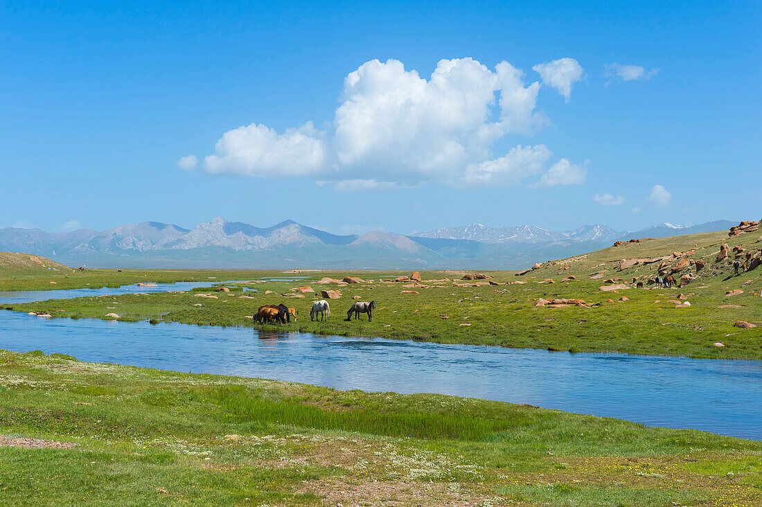 Grazing horses, Road to Song Kol Lake, Naryn province, Kyrgyzstan, Central Asia, Asia