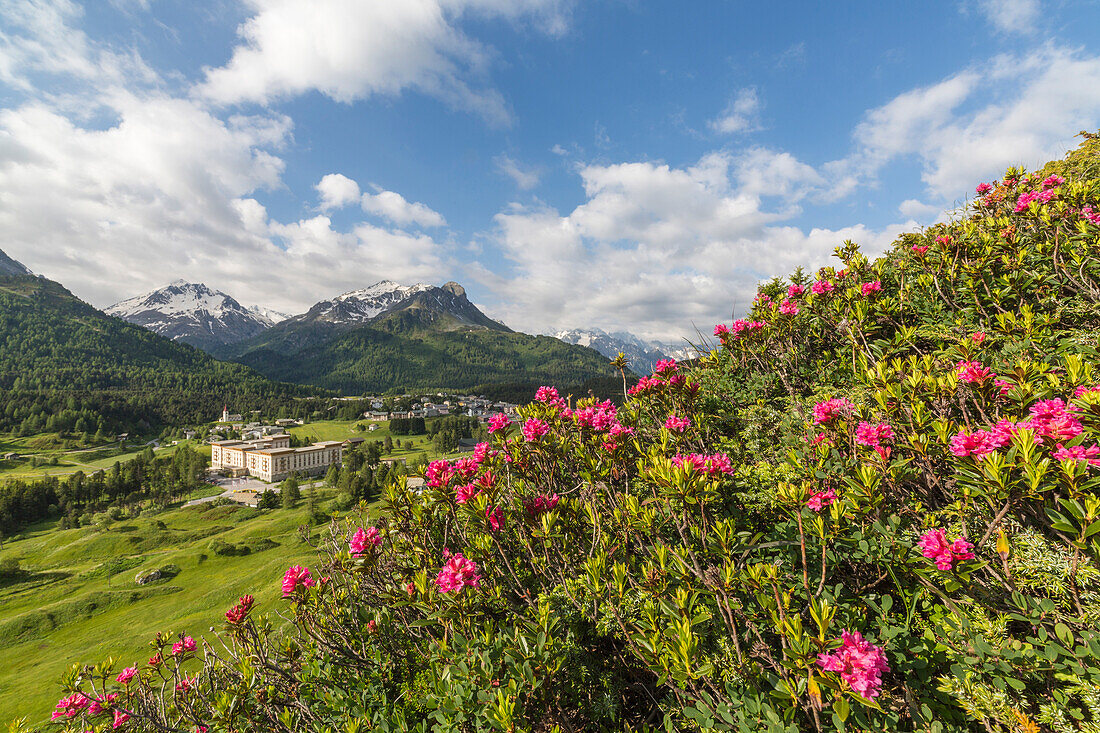 Rhododendrons in bloom, Maloja, Bregaglia Valley, Engadine, Canton of Graubunden (Grisons), Switzerland, Europe
