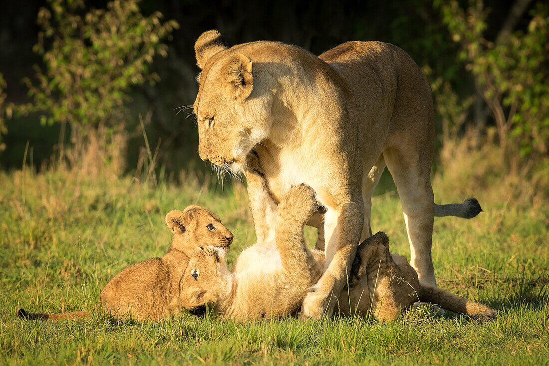 Lioness with cubs, Masai Mara, Kenya, East Africa, Africa
