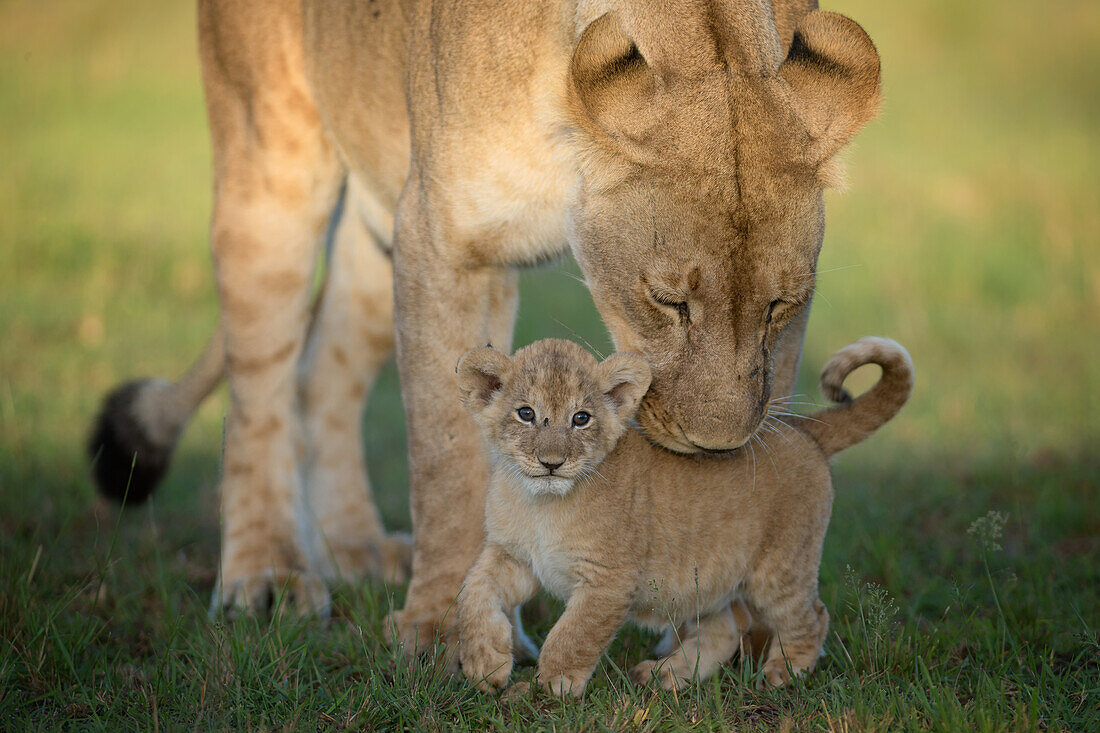 Lioness with cub, Masai Mara, Kenya, East Africa, Africa