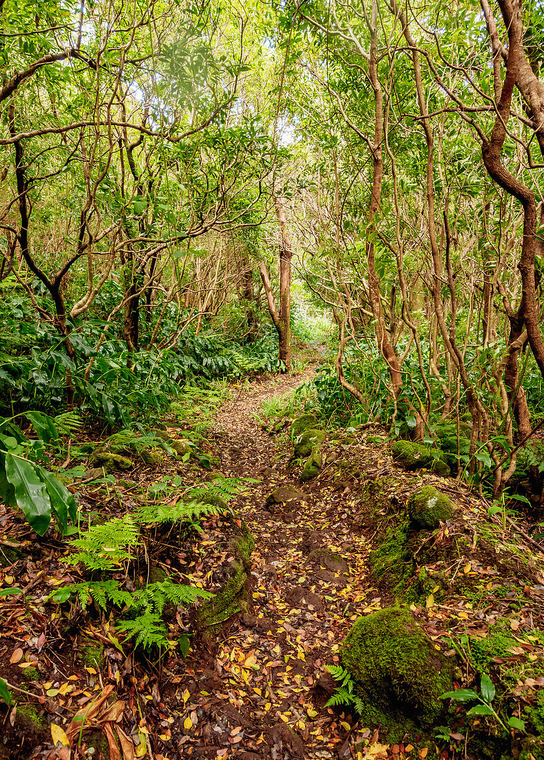 Forest on the slopes of Pico Alto, Santa Maria Island, Azores, Portugal, Atlantic, Europe