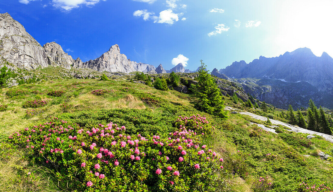 Blossoming rhododendrons in Torrone Valley, Valmasino, Valtellina, Lombardy, Italy, Europe