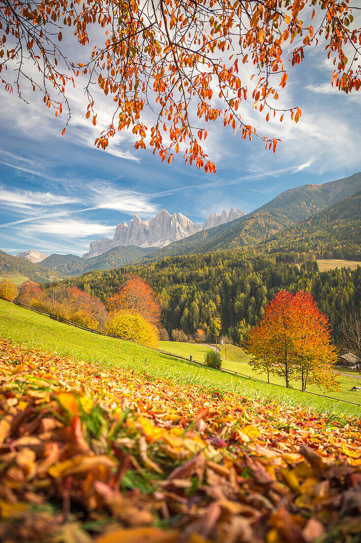 Odle Mountain view from Funes Valley, with cherry trees and a clear blue sky, Funes Valley, Bolzano Province, Trentino Alto Adige, Italy