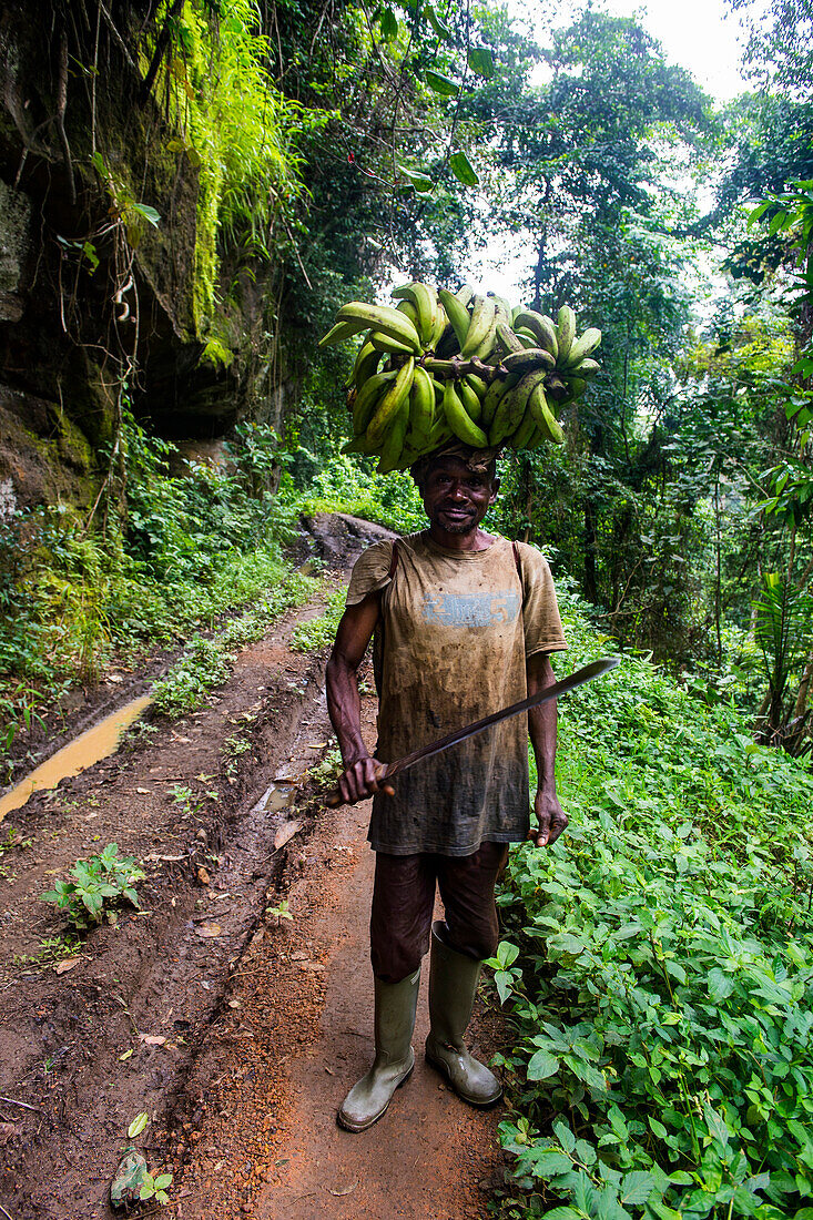 Man carrying a huge plantain on his head, volcanic lake Barombi, Kumba, southwest Cameroon, Africa