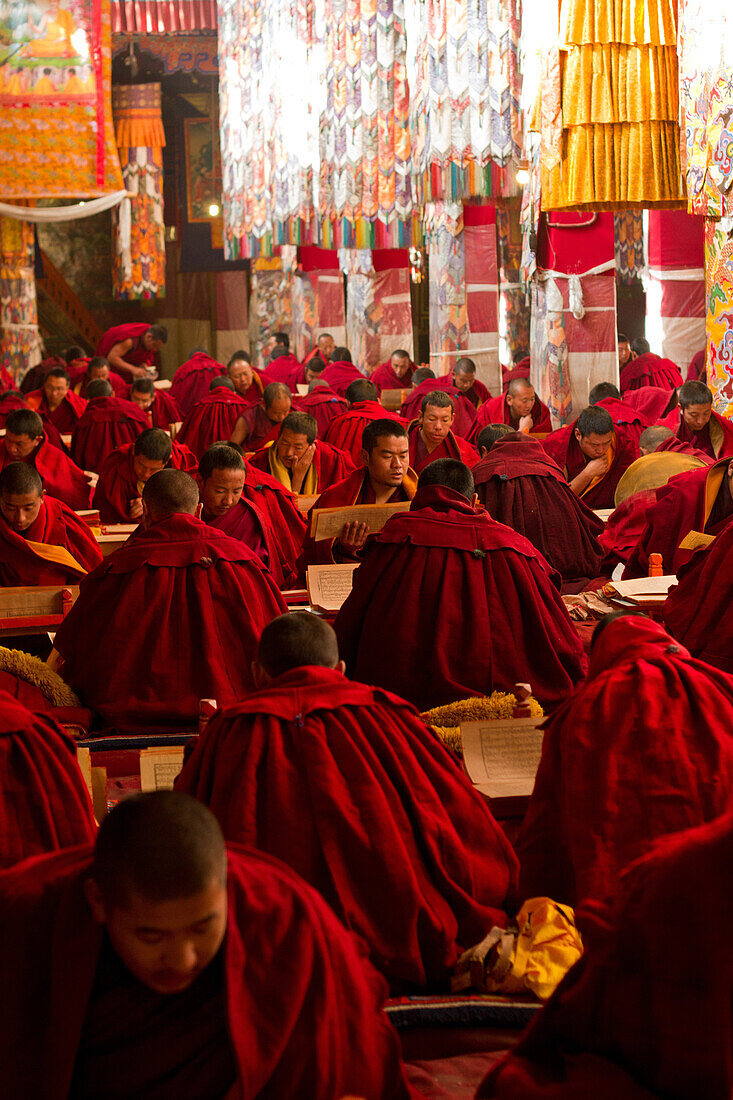 Tibetan Buddhist monks studying Buddhist scripture in Drepung Monastery, Lhasa, Tibet, China, Asia