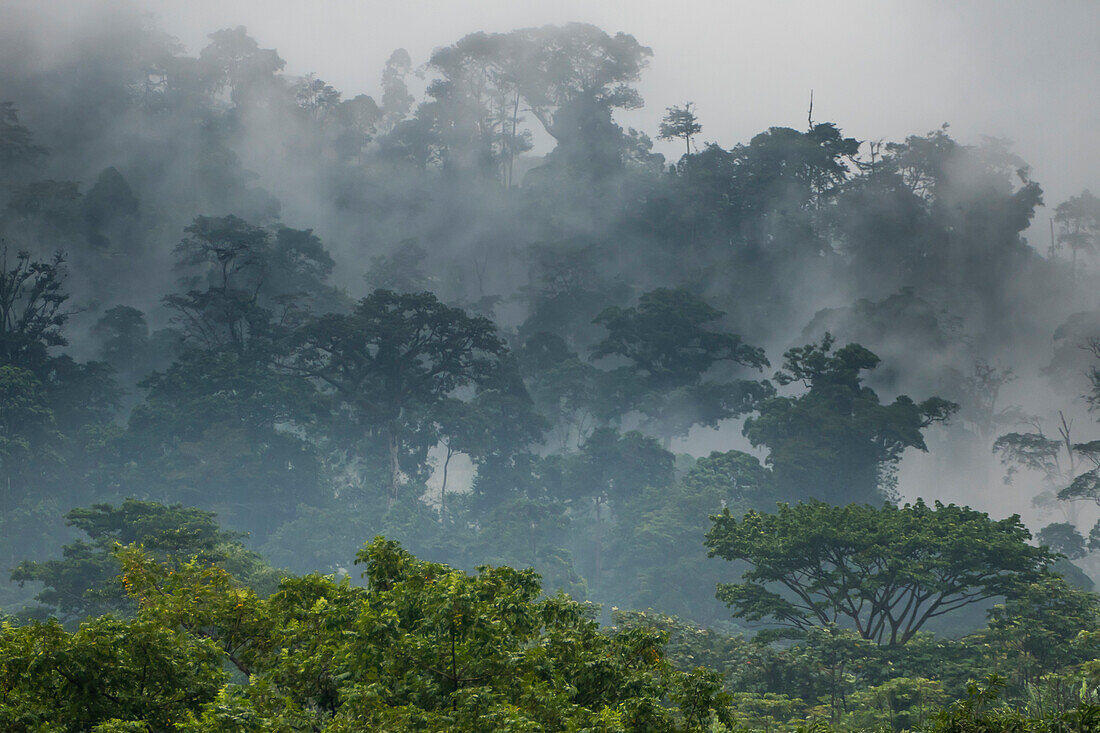 Mist rising in the rainforest around Limbe, southwest Cameroon, Africa