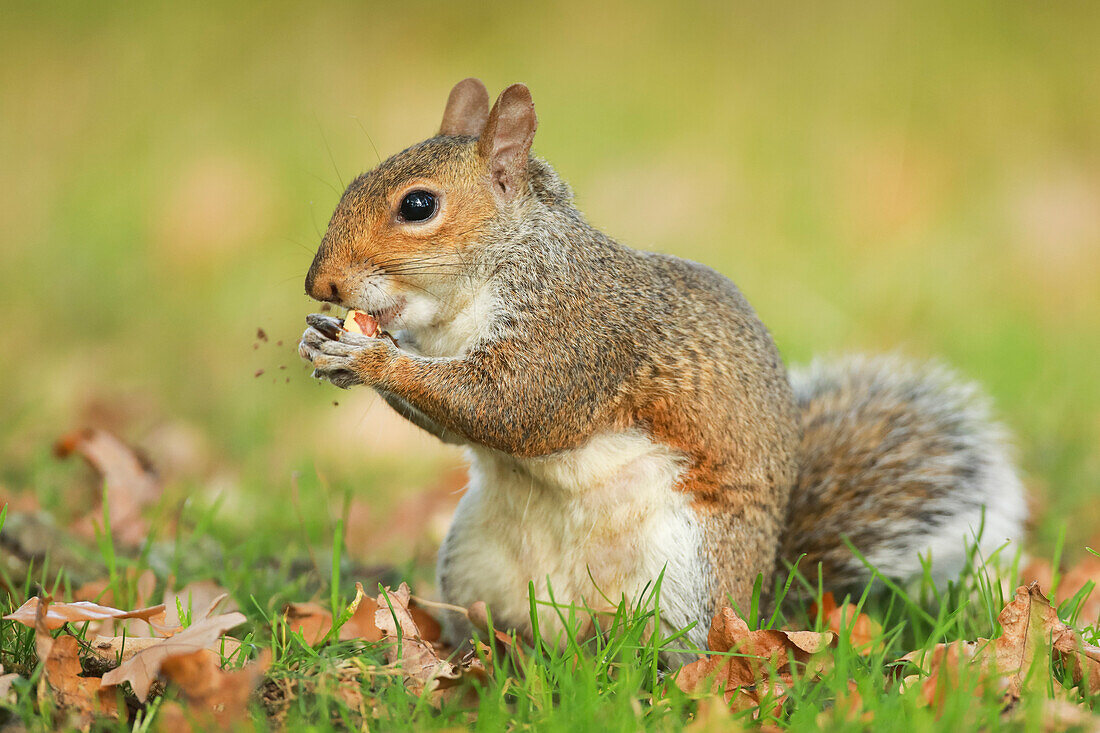 Grey squirrel, Richmond Park, Greater London, England, United Kingdom, Europe