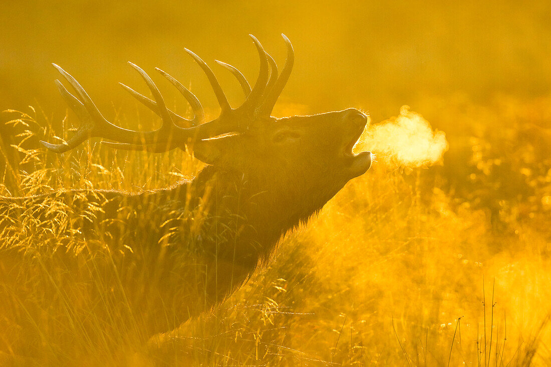 Red deer stag at sunrise, Richmond Park, Greater London, England, United Kingdom, Europe