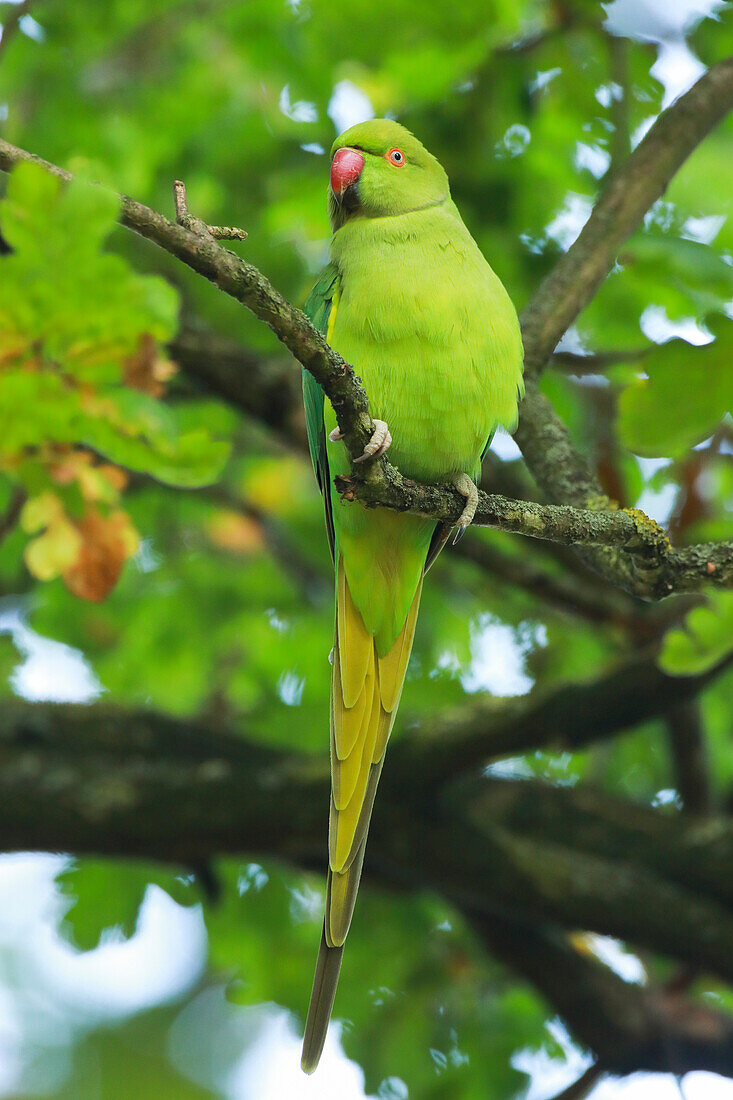 Ring-necked Parakeet (Psittacula krameri), Richmond Park, Greater London, England, United Kingdom, Europe