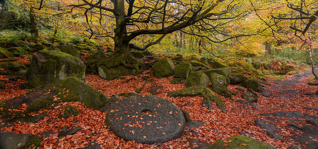 A millstone lies covered in red autumn leaves with the adjacent woodland in full autumn colour, Padley Gorge, Grindleford, Peak District National Park, Derbyshire, England, United Kingdom, Europe