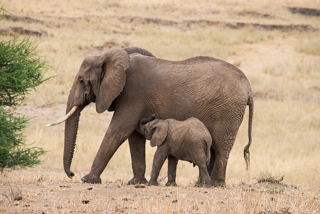 A mother and baby elephant (Loxondonta africana) in Tarangire National Park, Manyara Region, Tanzania, East Africa, Africa