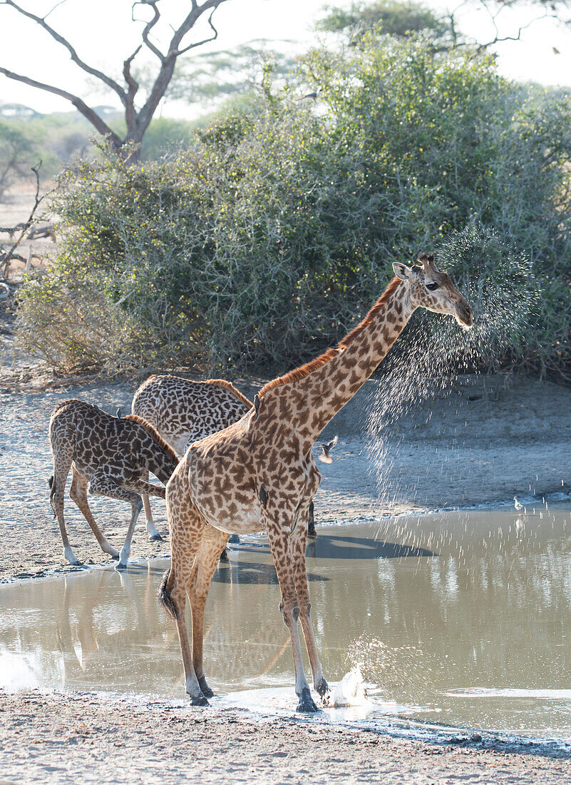 Masai Giraffes (Giraffa camelopardalis) next to a watering hole in Tarangire National Park, Manyara Region, Tanzania, East Africa, Africa