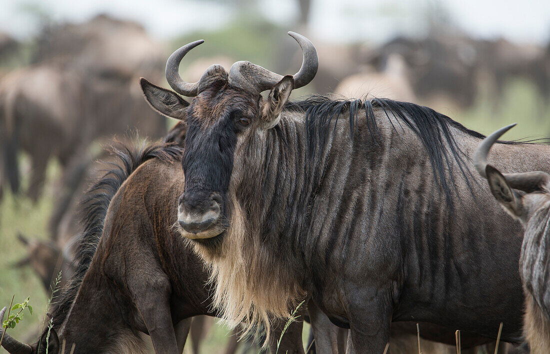 Close-up of a wildebeest (Connochaetes taurinus) in Serengeti National Park, Tanzania, East Africa, Africa