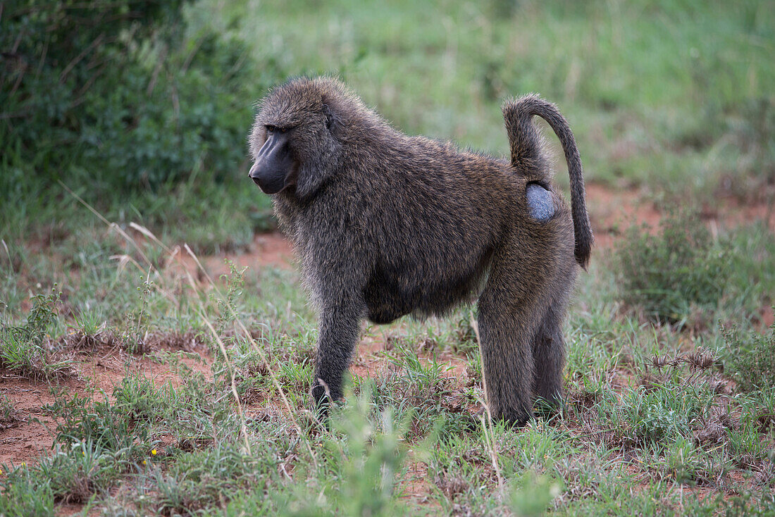 A baboon in Serengeti National Park, Tanzania, East Africa, Africa