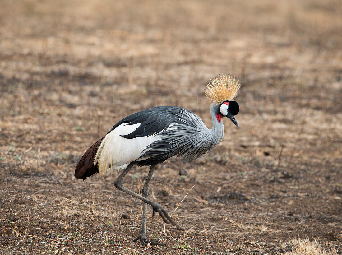 A grey crowned crane (Balearica regulorum) in the Ngorongoro Crater, Tanzania, East Africa, Africa