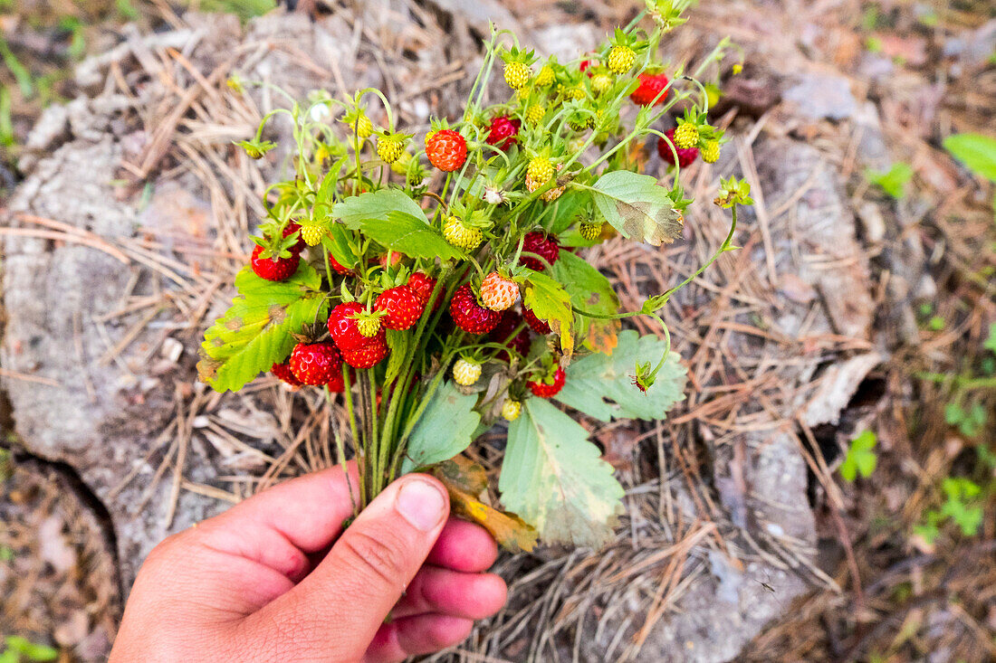 Eine Hand hält einen Strauß Erdbeeren über einem Baumstumpf