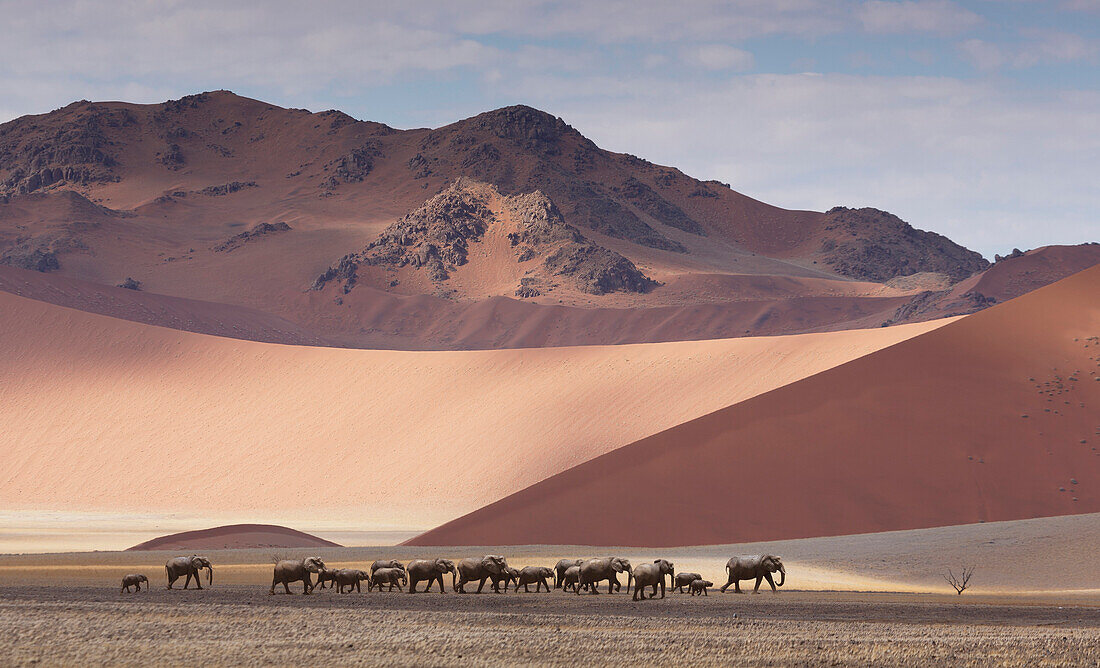 Herd of elephants crossing desert