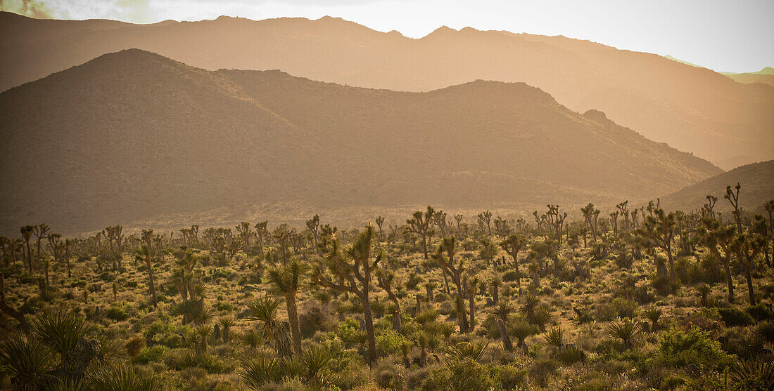 Cactus in desert landscape