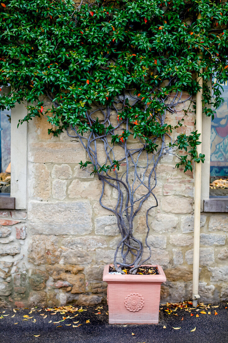 Topfpflanze auf der Straße, Volterra, Toskana Italien, Europa