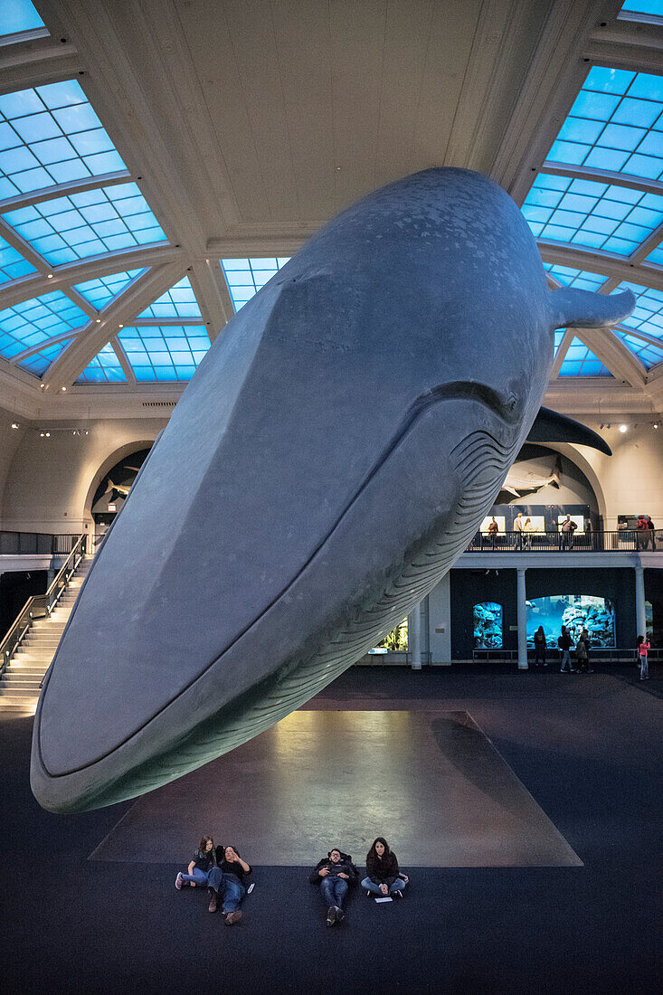 Besucher sitzen unter Blauwal Rekonstruktion hängt an Decke des Amerikanischen Naturkunde Museums, Manhattan, New York City, Vereinigte Staaten von Amerika, USA, Nordamerika