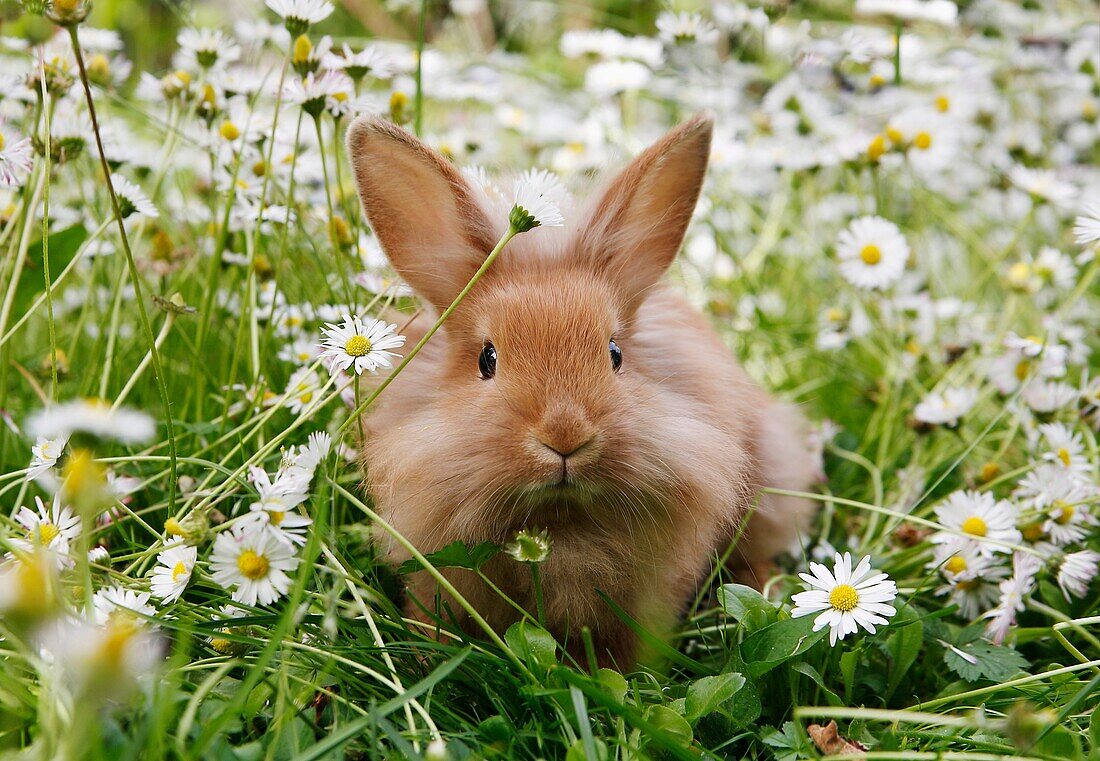 Rabbit (Leporidae) sitting among white flowers. Sweden