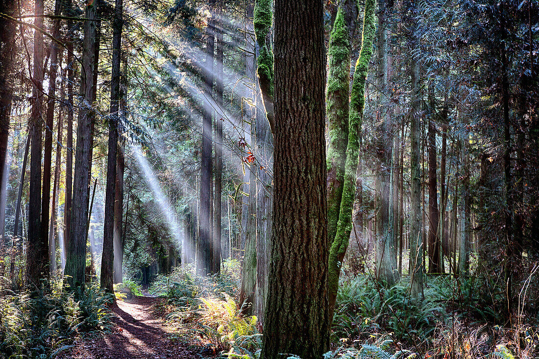 Sunlight splits into streams of light in a forest along the Hansville, Washington, Greenway Trail.