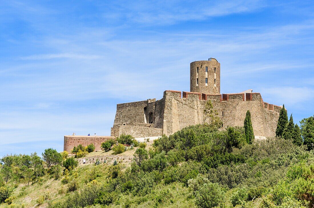 The landmark Fort Saint Elme, Collioure, Côte Vermeille, Céret, Pyrénées-Orientales, Occitanie, France.