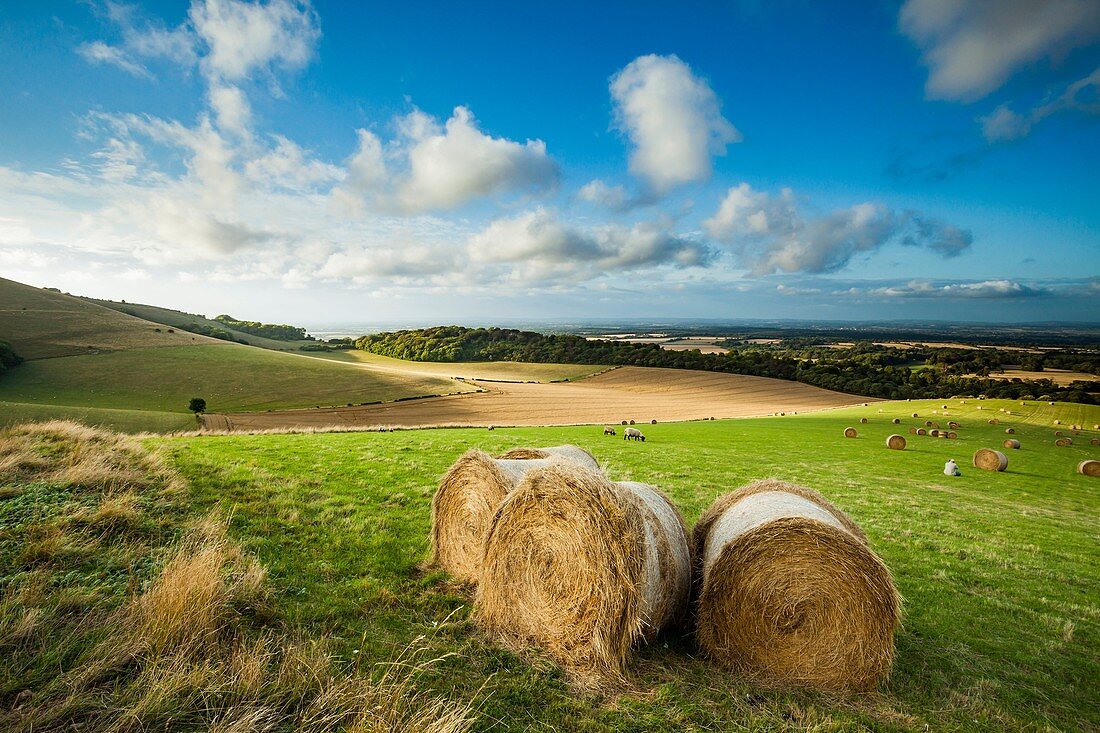 Summer afternoon in South Downs National Park, East Sussex, England.