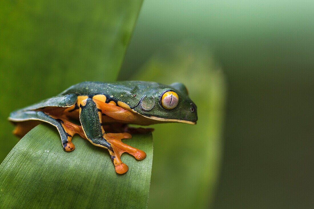 Splendid leaf frog, Cruziohyla calcarifer, climbing on a leaf, in rainforest, Laguna del Lagarto, Boca Tapada, San Carlos, Costa Rica.