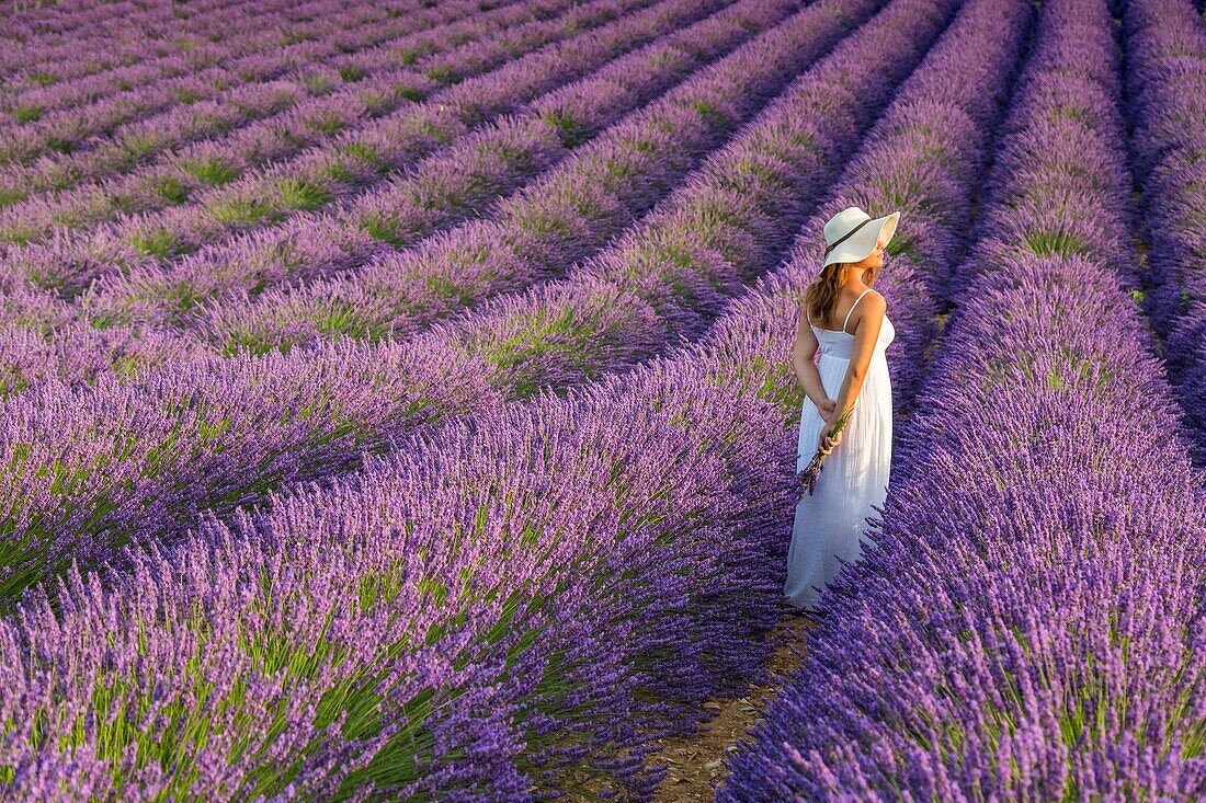 Woman with hat in a lavender field. Plateau de Valensole, Alpes-de-Haute-Provence, Provence-Alpes-Cote d'Azur, France, Europe.