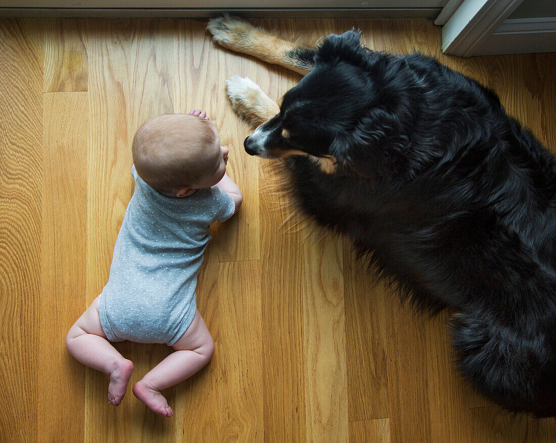 High Angle View of Baby and Dog Looking at Each Other while Laying on Wood Floor