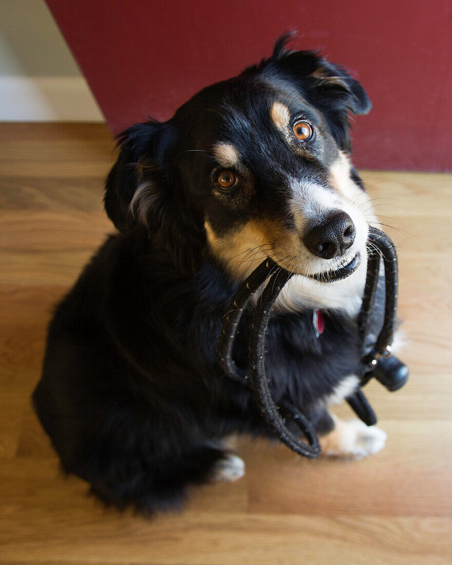 High Angle View of Black Dog Holding Leash in Mouth
