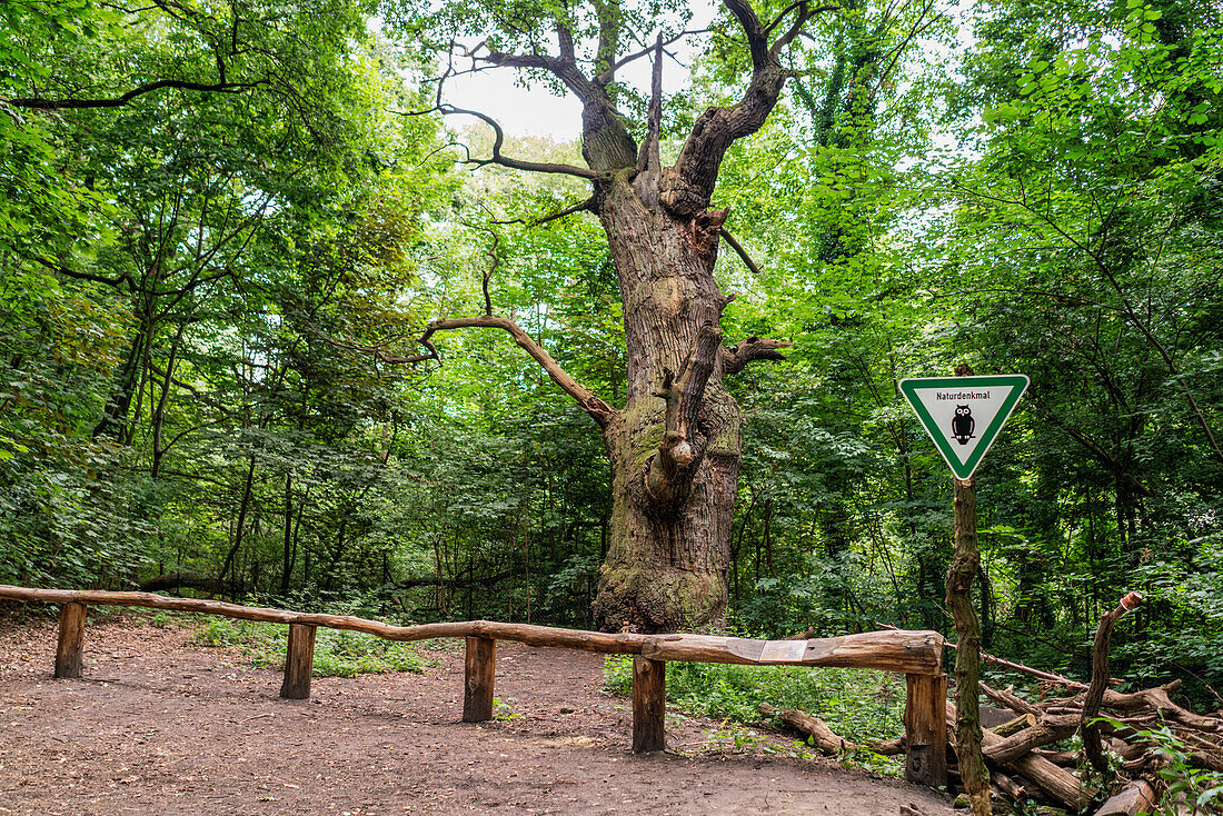 Dicke Marie, aeltester Baum von Berlin, ca. 500 bsi 700 Jahre alt, Durchmnesser 665 cm, Hoehe 26 Meter,  Querus robur , Stieleiche, Tegeler See, Berlin