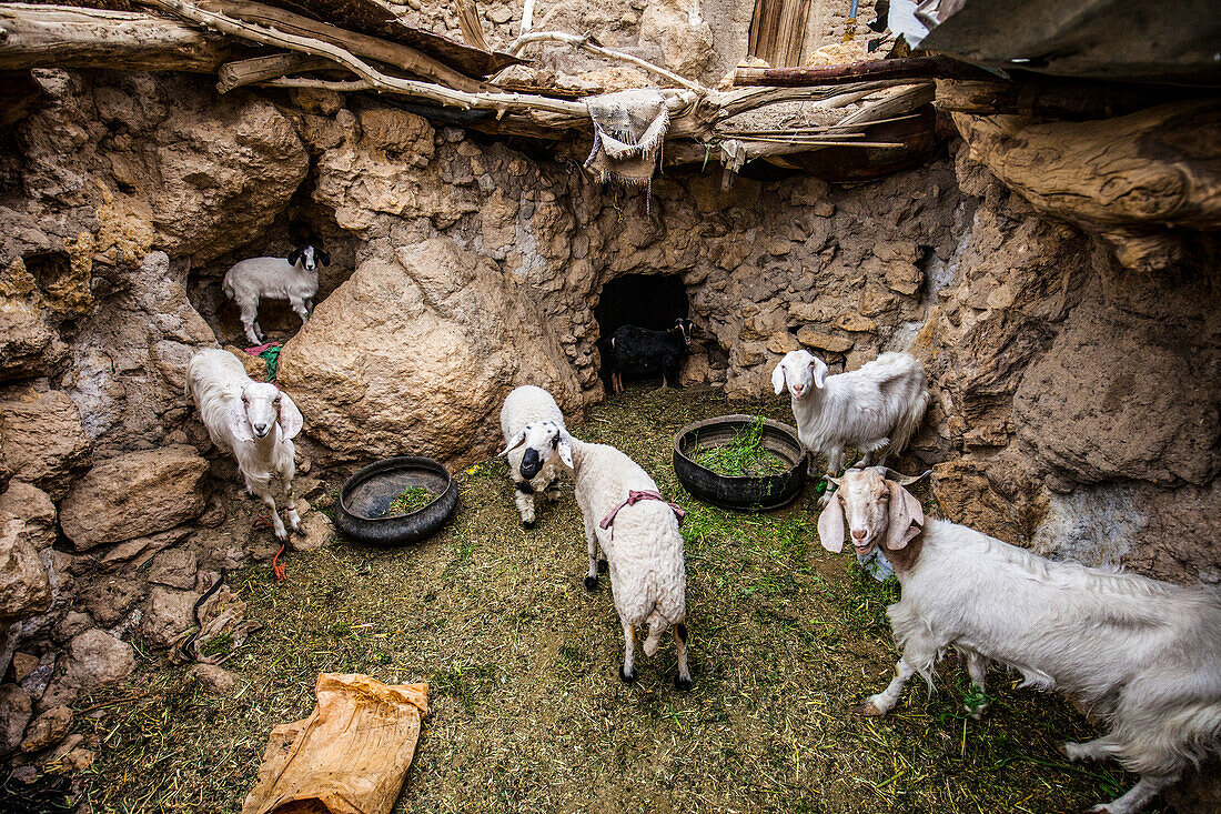 Goats in oasis of Nayband, Iran, Asia