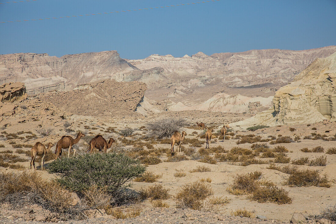 Camels of Qeshm, Iran, Asia