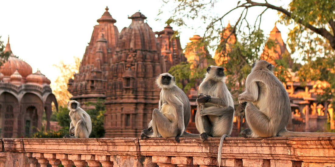 Monkeys at the temple of Mandore, Rajasthan, India, Asia