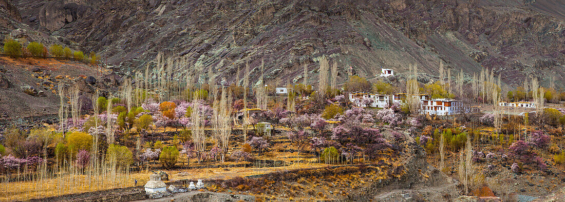 abloom apricot tree in Ladakh, India, Asia
