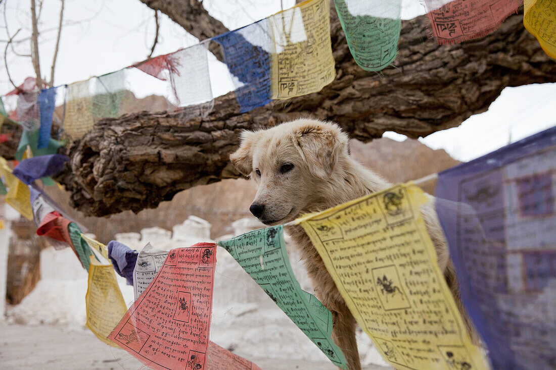 Steunender Hund zwischen Gebetsfahnen, Leh, Ladakh, Indien, Asien