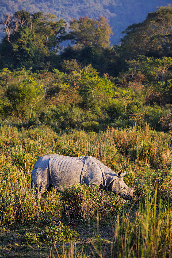 Asiatisches Panzernashorn im Kaziranga Nationalpark, Indien, Asien