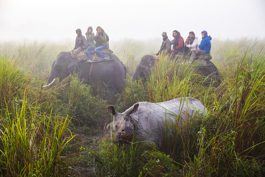 Indian rhinoceros in Kaziranga national park, Assam, India, Asia