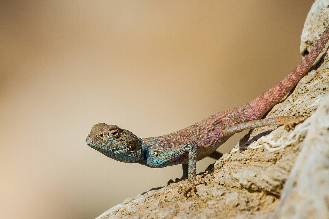 blue lizard in Jordan, Asia